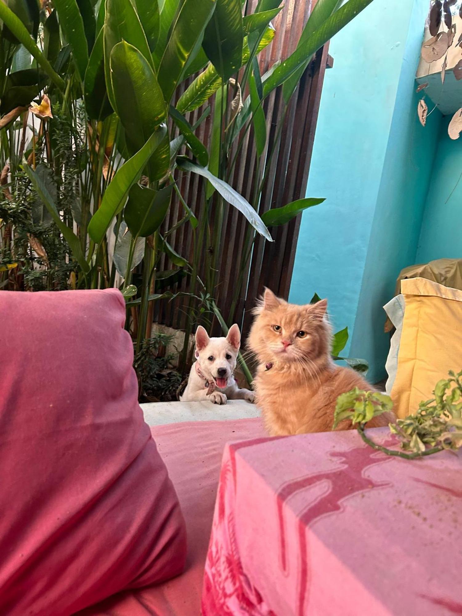 Shalana Homestay- Formerly Teka Teki House سمينياك المظهر الخارجي الصورة
